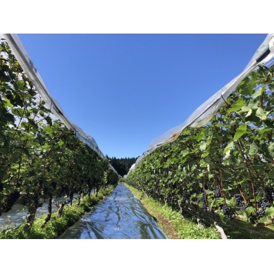 【熟成を飲み比べ】南魚沼産カベルネ2020・2021 端麗なえんじ色と反射光で育った深みの赤 2本