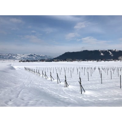 【熟成を飲み比べ】南魚沼産カベルネ2020・2021 端麗なえんじ色と反射光で育った深みの赤 2本