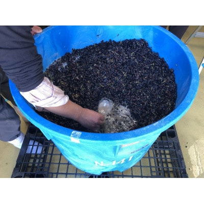 【熟成の泡を日常に】南魚沼産カベルネ・スパークリング2021 ハーフ小瓶(375ml)6本セット