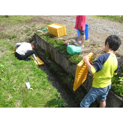 南魚沼産コシヒカリ　10Kg(5kg×2個)　玄米