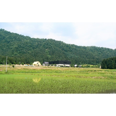 八海山ライディーンビール4種12本いろいろセット