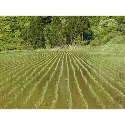 【令和元年産　11月発送】南魚沼産こしひかり　無洗米　10kg