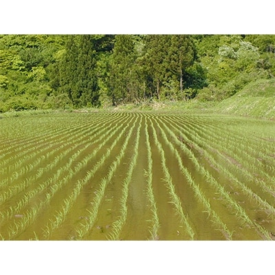 2020年3月発送開始『定期便』雪蔵貯蔵米 南魚沼産こしひかり無洗米 5kg 全12回