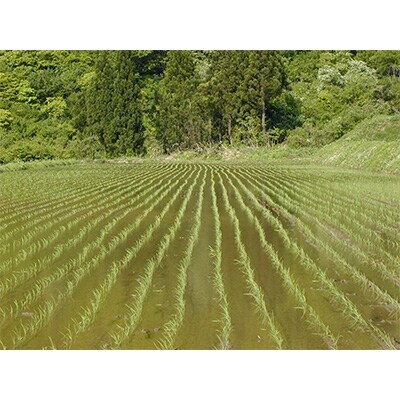 2021年7月発送開始『定期便』雪蔵貯蔵米　南魚沼産こしひかり無洗米　精米5kg　全6回