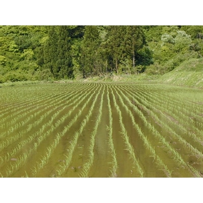 2022年3月発送開始『定期便』雪蔵貯蔵米　南魚沼産こしひかり無洗米2kg　全12回