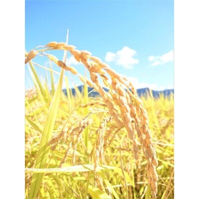 【いしざかさん家の】塩沢産従来コシヒカリ　1kg×2袋入 計2kg(精米)