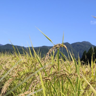 【毎月定期便】南魚沼大久保農園　特別栽培米　南魚沼産コシヒカリ 富三郎 白米 5kg全6回