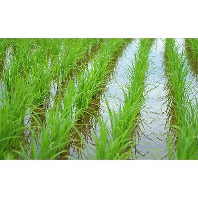 「2020年4月下旬発送」【令和元年産米】南魚沼産こしひかり　雪国のかおり　5kg