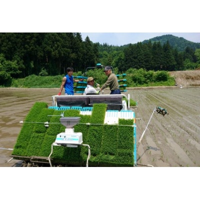 【2024年2月中旬発送】【令和5年産】 南魚沼コシヒカリ 5kg  井口農場の 特別栽培米