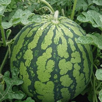【夏季限定】井口農場産　八色原スイカ　大玉1玉
