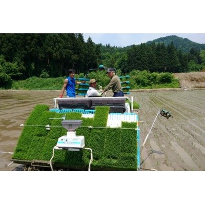 【毎月定期便】南魚沼産コシヒカリ 10kg 井口農場こだわりの 特別栽培米全12回