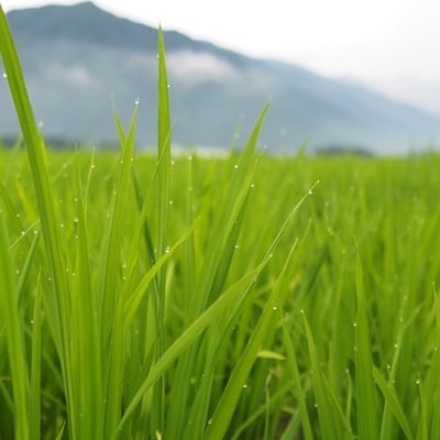 【令和7年産《新米》】「南魚沼産新之助」精米 10kg(2kg×5袋)