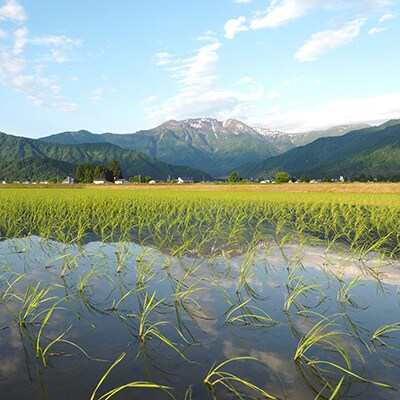 【令和6年産】農薬5割削減「特別栽培米南魚沼産こしひかり雪穂」玄米10kg(5kg×2袋)