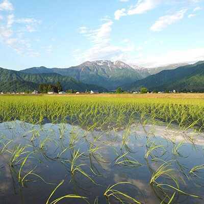 【毎月定期便】特別栽培米南魚沼産こしひかり8割減 玄米 5kg全3回