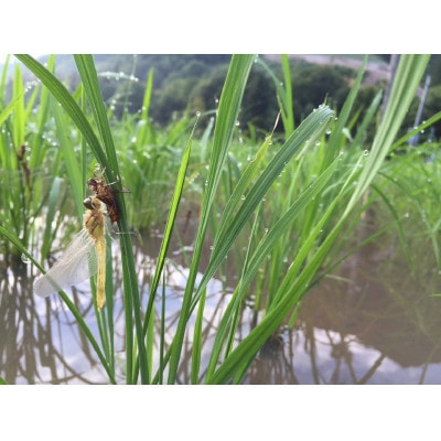 【毎月定期便】ギネス世界記録「世界最高米」認定 最高級南魚沼産新之助5kg 桑原農産のお米全12回