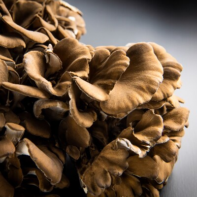 大平きのこ研究所の大黒舞茸「真」【贈答用】700g
