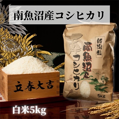 【毎月定期便】【高級】南魚沼産こしひかり5kg(白米)全12回