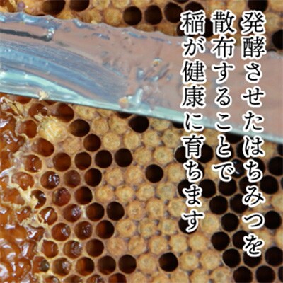 2024年2月発送開始『定期便』 新潟県特A地区 南魚沼産コシヒカリ『はちみつ米』精米5kg全6回