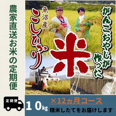 【毎月定期便】がんこおやじが作った南魚沼産コシヒカリ白米10kg全12回