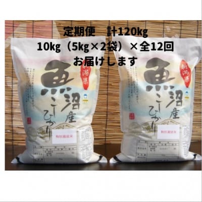 【毎月定期便】がんこおやじが作った南魚沼産コシヒカリ白米10kg全12回