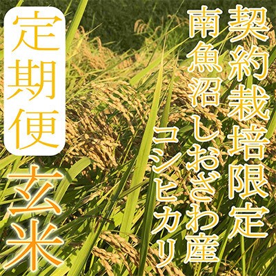 【発送月固定定期便】【玄米20kg】生産者限定 南魚沼しおざわ産コシヒカリ全6回