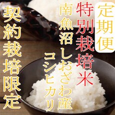 2023年5月発送開始『定期便』【特別栽培米4Kg】生産者限定 南魚沼しおざわ産コシヒカリ全12回
