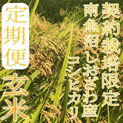 2023年4月発送開始『定期便』【玄米15Kg】生産者限定  南魚沼しおざわ産コシヒカリ全12回