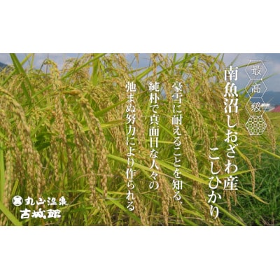 【令和8年産】生産者限定『南魚沼しおざわ産コシヒカリ』玄米30kg