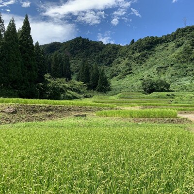 塩沢コシヒカリ【西山の天水田米】(精米5kg)