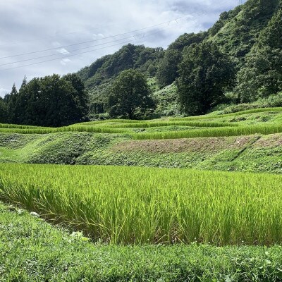 塩沢コシヒカリ【西山の天水田米】精米10kg(5kg×2)