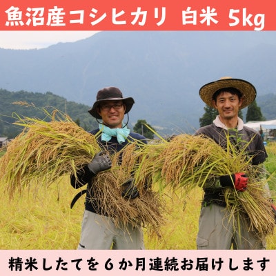 【発送月固定定期便】南魚沼産コシヒカリ 白米5kg【栽培期間中農薬を減らして作ったお米】全6回