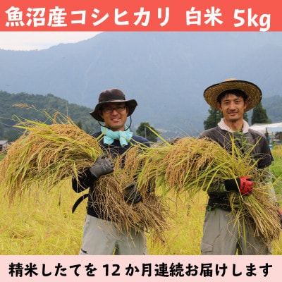 【毎月定期便】南魚沼産コシヒカリ 白米 5kg【栽培期間中農薬を減らして作ったお米】全12回