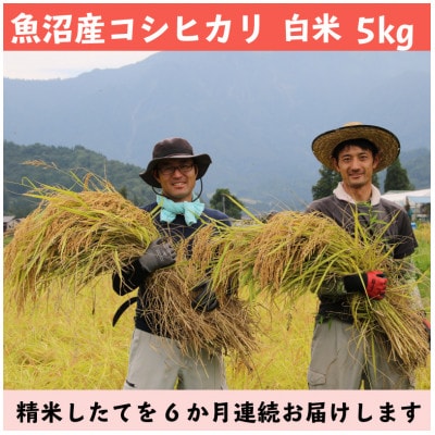 【毎月定期便】南魚沼産コシヒカリ 白米 5kg【栽培期間中農薬を減らして作ったお米】全6回