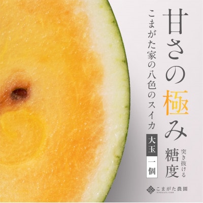 糖度日本一授賞 金色羅皇 高級南魚沼八色産黄色スイカ「こまがた家の八色のスイカ」プレミアム大玉 1玉