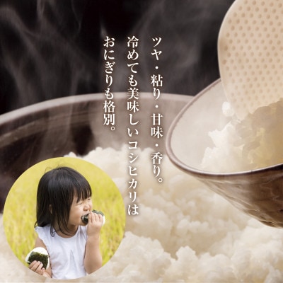 無洗米 令和7年産 南魚沼産 コシヒカリ 5kg (美味しいお米の炊き方ガイド付)