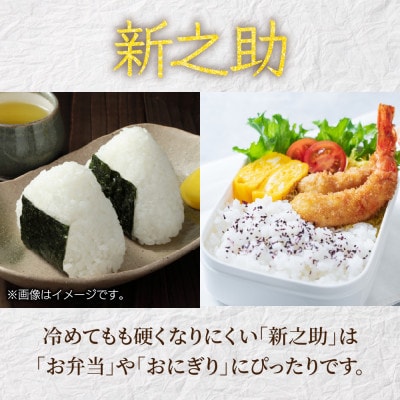 【令和7年産 新米】南魚沼産 新之助 25kg 精米 新潟県 南魚沼市