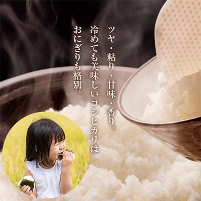 2023年8月発送開始『定期便』 南魚沼産コシヒカリ20kg 全3回