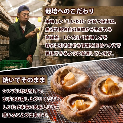 八色しいたけ1kg 新潟県 南魚沼市