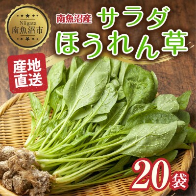 サラダほうれん草20袋(1袋約100g)  新潟県 南魚沼市