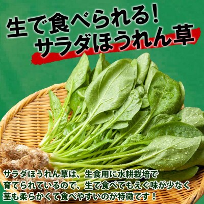 サラダほうれん草20袋(1袋約100g)  新潟県 南魚沼市