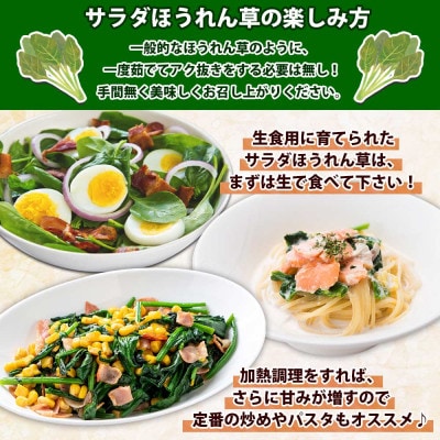 サラダほうれん草20袋(1袋約100g)  新潟県 南魚沼市