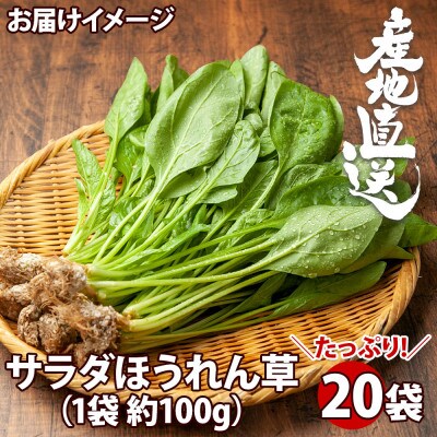 サラダほうれん草20袋(1袋約100g)  新潟県 南魚沼市