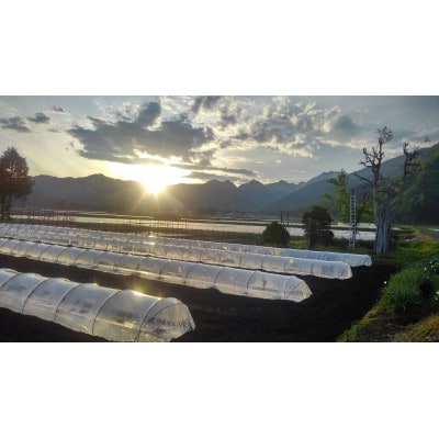 2025年7月下旬から発送予定　野菜ソムリエサミット金賞受賞「清水農園の八色産金色羅皇」