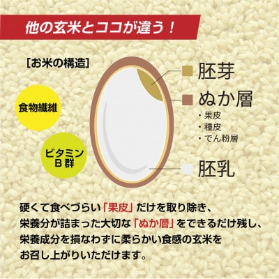 南魚沼産 コシヒカリ 玄米 2kg×2袋 こしひかり 新潟県 米 玄米食  普通に炊ける