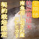 【毎月定期便】※特別栽培米4Kg※生産者限定 南魚沼しおざわ産コシヒカリ 全12回