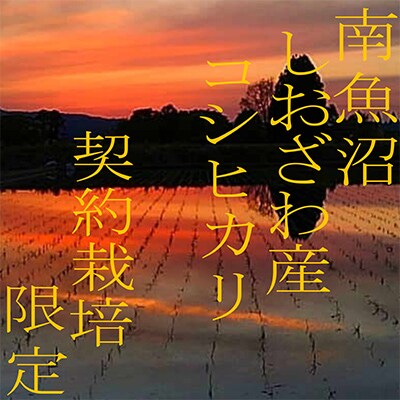 【毎月定期便】契約栽培限定 南魚沼しおざわ産コシヒカリ 精米20Kg 全6回