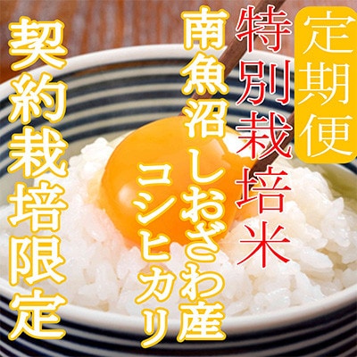 【発送月固定定期便】※特別栽培米6Kg※生産者限定 南魚沼しおざわ産コシヒカリ全3回