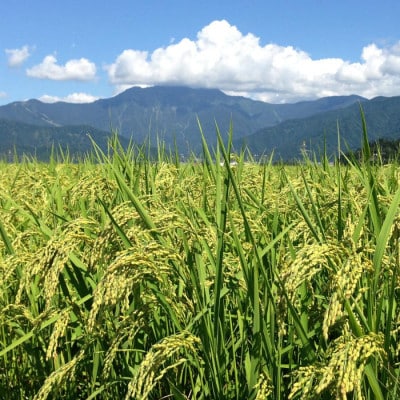 【令和8年産】精米5kg 南魚沼産新之助