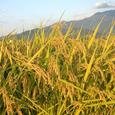 【令和8年産】精米5kg 南魚沼産にじのきらめき