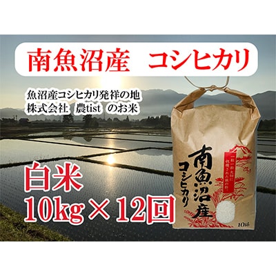 【毎月定期便】南魚沼産 コシヒカリ 白米10kg 全12回
